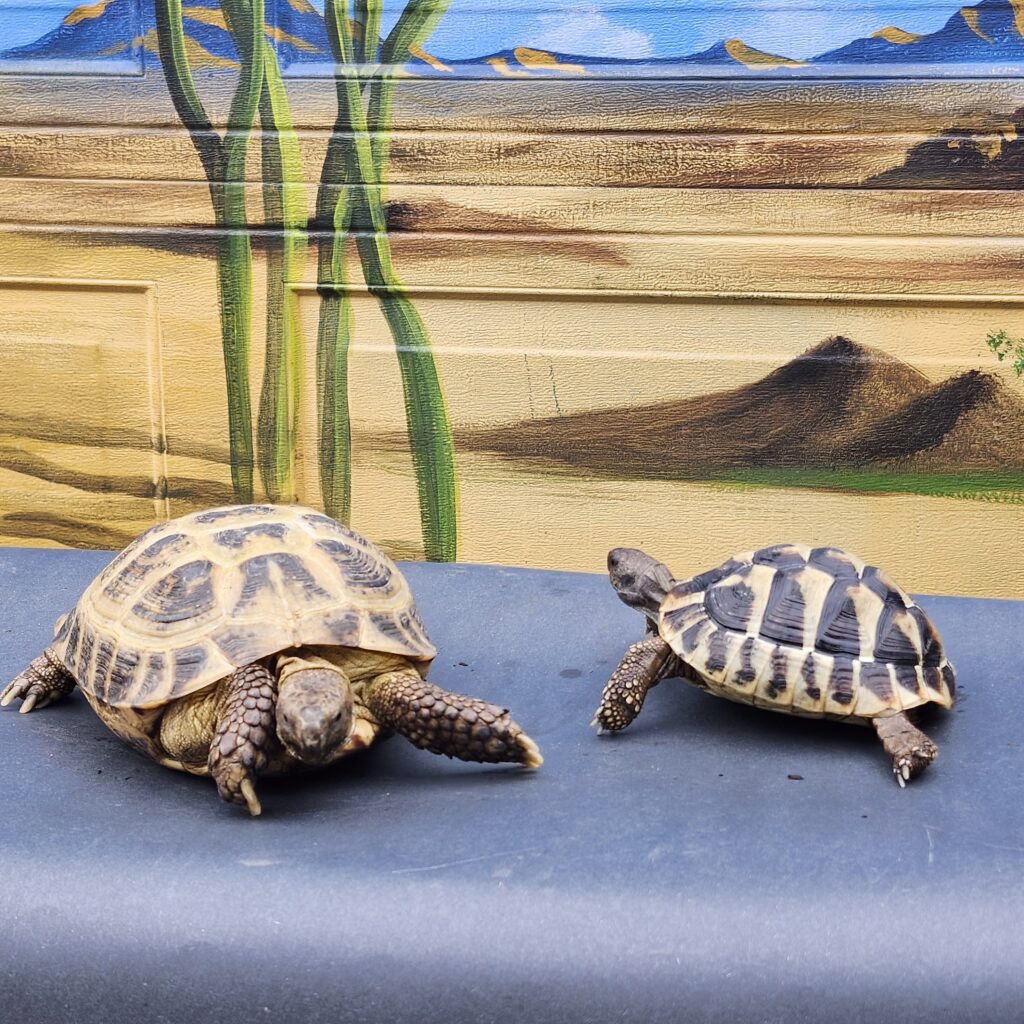 Huey and Dewy