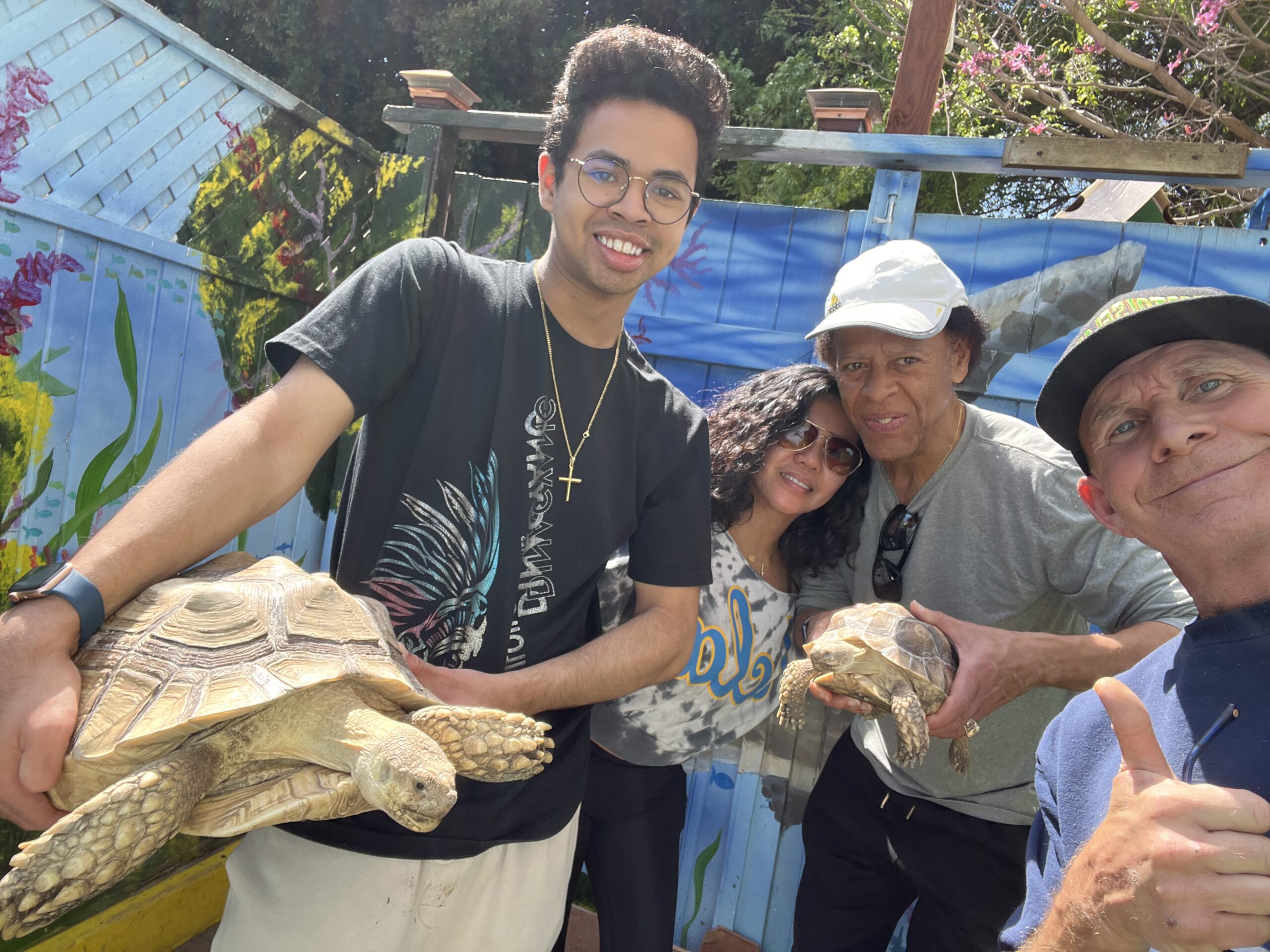 Adopt a Tortoise