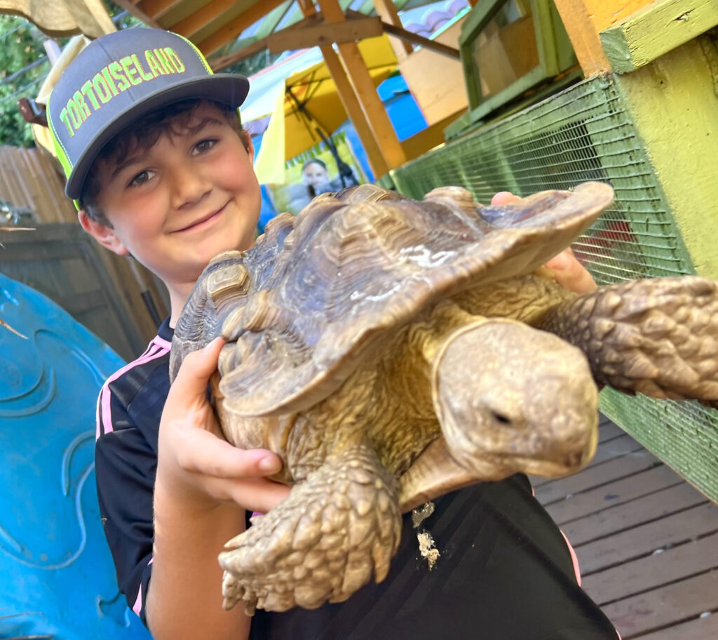 Tortoiseland baseball cap