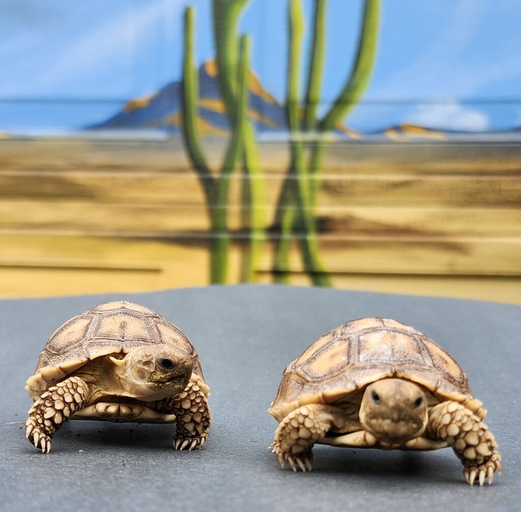 African Sulcata babies