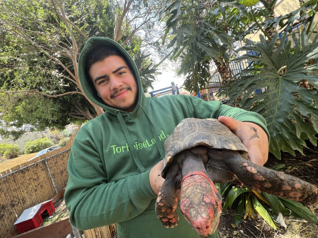 Tortoiseland hoodies
