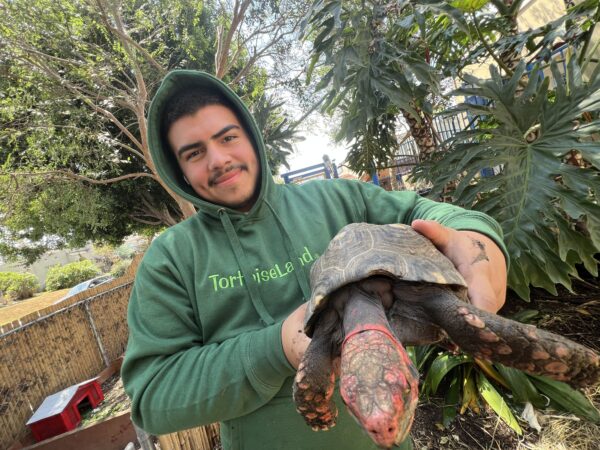 Tortoiseland hoodies