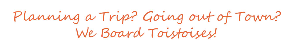 TortoiseLand Boarding